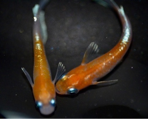 レッドクリフ紅白タイプ1p体外光有、No.2