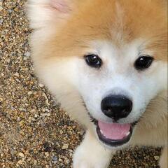 秋田犬の長毛