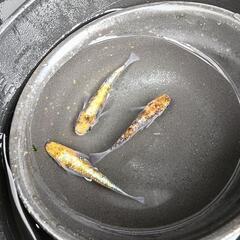 三色ラメ体外光　せびれ無し　現物トリオ