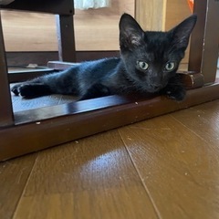 黒猫の里親になってくれる方を探してます