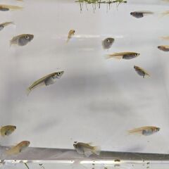 ミックスメダカ　　若魚　５匹５０円から　水草も差し上げます
