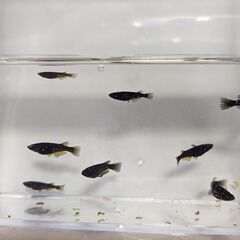 めだか　カイジ　若魚　無選別　（背曲がりは除く）　　１匹１００円...