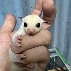 フクロモモンガ　リューシhetモザイク男の子
