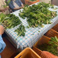 【時給1029円・障がい者雇用】葉野菜検品作業 /室内で座って作業の画像