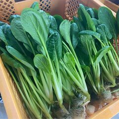 【時給1029円・障がい者雇用】葉野菜検品作業 /室内で座って作業の画像