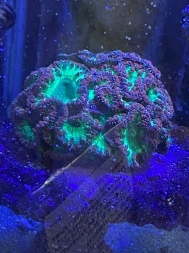 超得。綺麗です、オオバナ、オオタバサンゴ2個セット