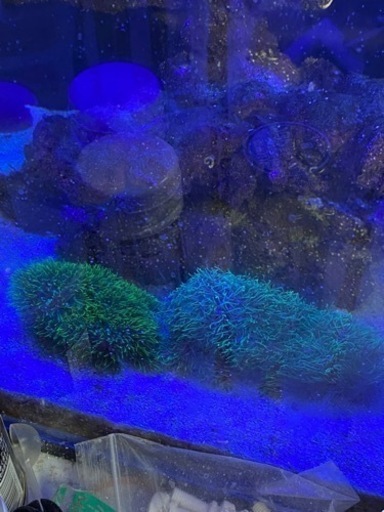 超得。綺麗です、オオバナ、オオタバサンゴ2個セット