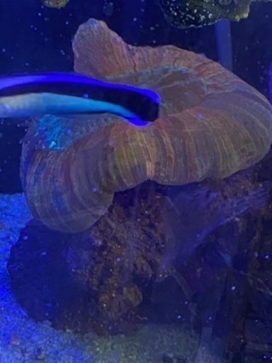 超得。綺麗です、オオバナ、オオタバサンゴ2個セット