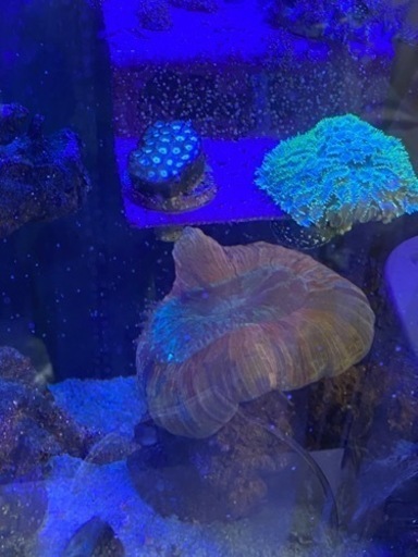 超得。綺麗です、オオバナ、オオタバサンゴ2個セット