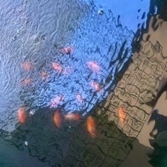 金魚　らんちゅう　桜錦　江戸錦