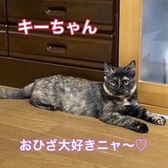 ちょっとシャイなサビ猫ちゃん