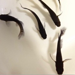 ブラックダイヤヒレ長の針子と　ヒメタニシ・水草・ミナミヌマエビ・...