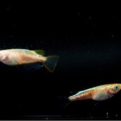 黄金の百式10匹(ランダム)