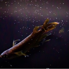 サタンメダカ(ランダム)