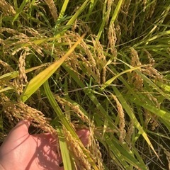 茨城県 つくば市の30キロの中古が安い!激安で譲ります・無料で 茨城県 つくば市の30キロの中古が安い!激安で譲ります・無料で