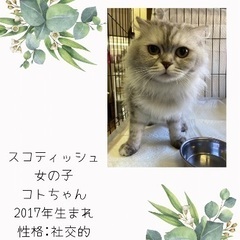 里親募集🐱スコティッシュ女の子6歳