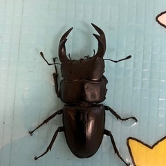 オオクワガタのオス