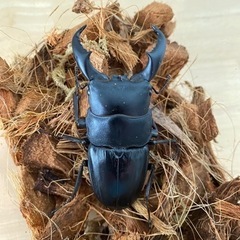アマミヒラタクワガタ残り1セット♂×1♀×2トリオ