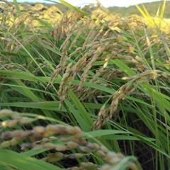 新米✨令和5年度🌾コシヒカリ✨香取産