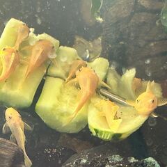 ブルーアイゴールデンブッシープレコの画像