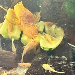 ブルーアイゴールデンブッシープレコの画像