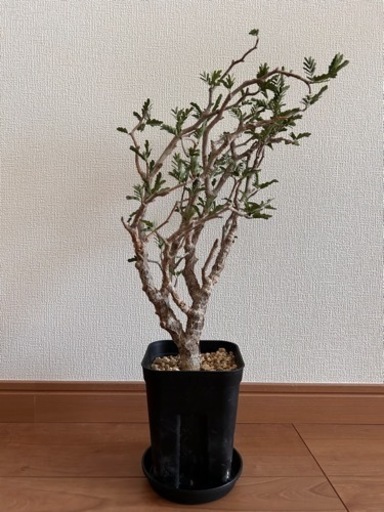 センナ・メリディオナリス（現地株　発根済み）