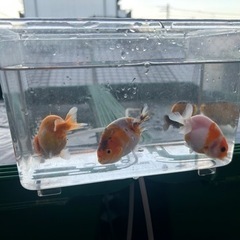 金魚　自家産　江戸錦