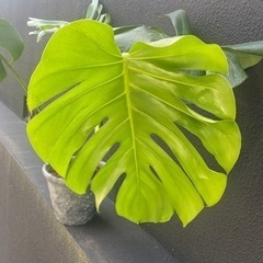 モンステラの画像