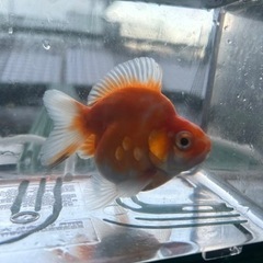 金魚　自家産　だるま琉金