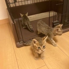 生後１ヶ月男の子里親募集