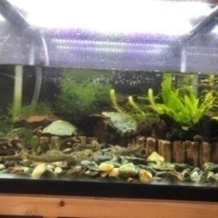 ドクターフィッシュ10匹（餌付き）複数ありの画像