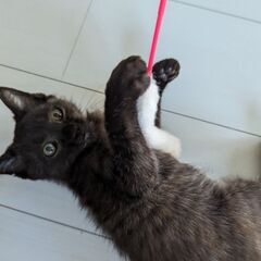 （お話中）とろろちゃん　3ヶ月の男の子　里親募集