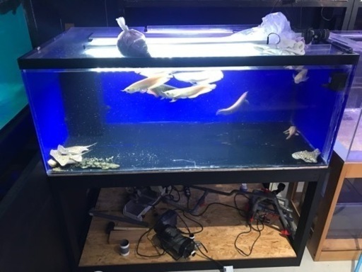 お譲り先決定‼️1500水槽　奥800水槽　　水槽用品　水槽機材