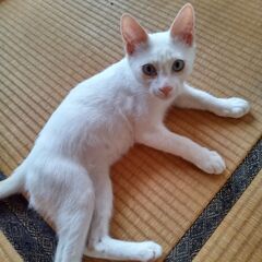 白ちゃん　薄茶が入ってます　（飼い主不在　確認済）