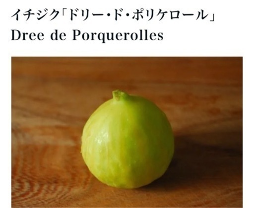 甘いイチジク大苗【ドリードポルケロール】鉢植え (MASA) 京都の