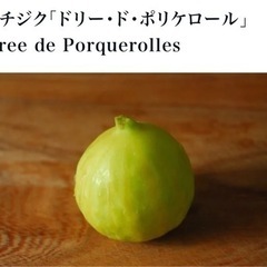 TAObagel になります　イチジク5キロ 甘いイチジク大苗【ドリードポルケロール】鉢植え (MASA) 京都の