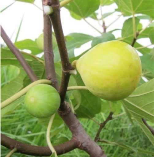 甘いイチジク大苗【ドリードポルケロール】鉢植え (MASA) 京都の