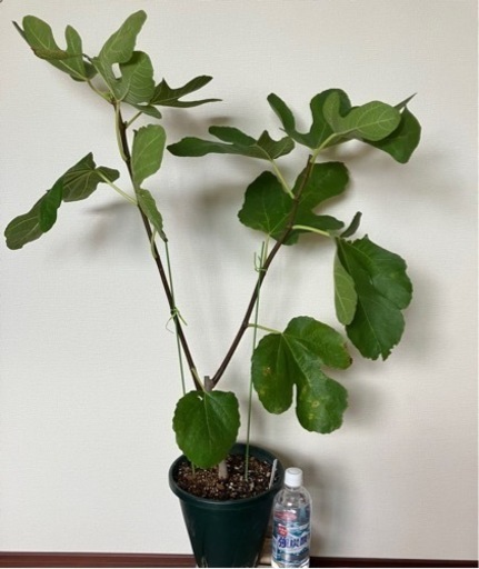 甘いイチジク大苗【ドリードポルケロール】鉢植え (MASA) 京都のその他