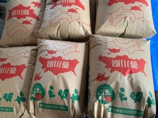 令和５年産　あと１袋限り　新米コシヒカリ玄米３０キロ