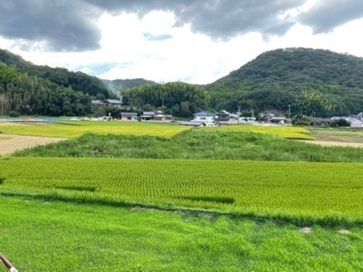 令和５年産　あと１袋限り　新米コシヒカリ玄米３０キロ
