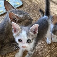 保護の子猫４匹（画像の子のみになりました）里親募集