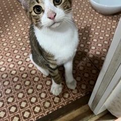 生後半年の子猫ちゃん(オス)