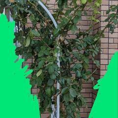 薔薇　地植え【お話中】
