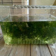 ウィローモス　②