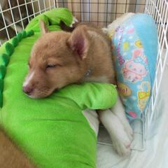 【タルト】野良犬の子犬里親募集! - 犬