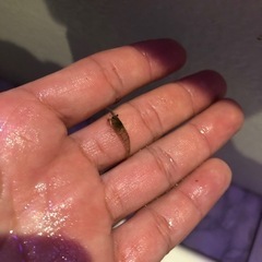 ミナミヌマエビ　1匹10円大量にいる方はご連絡くださいの画像