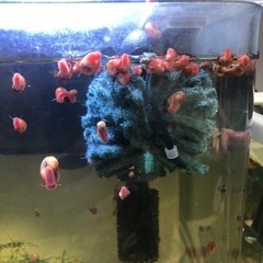 レッドラムズホーン　一匹20円の画像