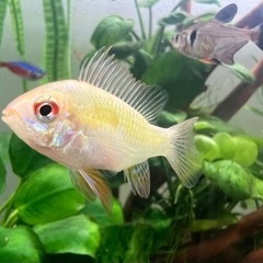 熱帯魚　淡水魚
