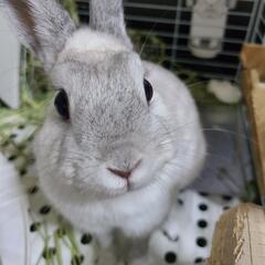 うさぎ