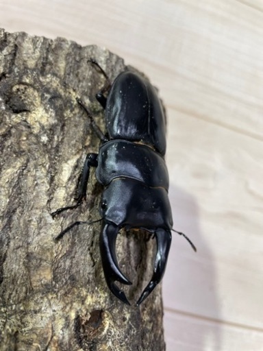 オオクワガタ　01